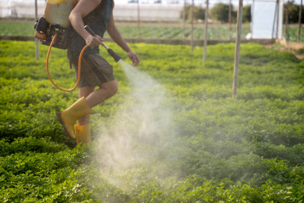 Best Wasp Removal Services  in New Cassel, NY