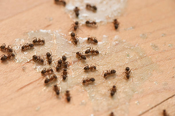 Reliable New Cassel, NY Pest Control Solutions