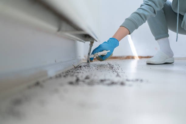 Best Termite Control Services  in New Cassel, NY